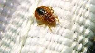 Eliminating Bed Bugs: Expert Solutions for Pest-Free Living