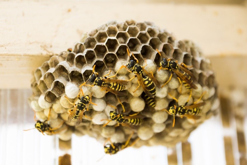 Image of a paper wasp hive; Front Range Pest safely removes aggressive stinging insect hives from your property.