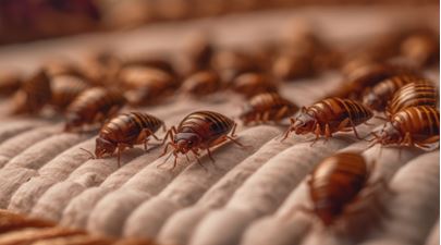 Identifying Bed Bugs and Taking Steps to Eliminate Them