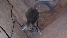 Understanding Woodrats: Colorado’s Misunderstood Natives